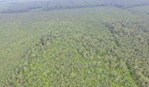 Photo of UNDER CONTRACT!  53 Acres of Hunting and Timber Land  For Sale in Suffolk VA!