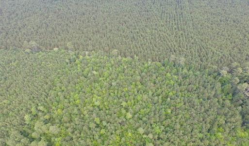 Photo of UNDER CONTRACT!  53 Acres of Hunting and Timber Land  For Sale in Suffolk VA!