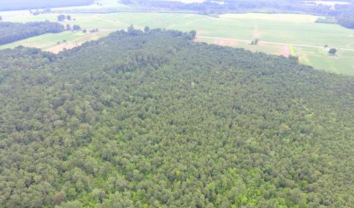 Photo of UNDER CONTRACT!  53 Acres of Hunting and Timber Land  For Sale in Suffolk VA!