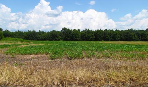 Photo of UNDER CONTRACT!  53 Acres of Hunting and Timber Land  For Sale in Suffolk VA!