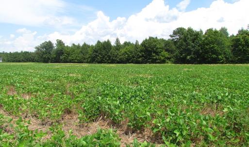 Photo of UNDER CONTRACT!  53 Acres of Hunting and Timber Land  For Sale in Suffolk VA!
