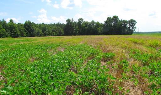 Photo of UNDER CONTRACT!  53 Acres of Hunting and Timber Land  For Sale in Suffolk VA!