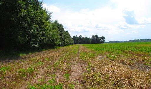 Photo of UNDER CONTRACT!  53 Acres of Hunting and Timber Land  For Sale in Suffolk VA!