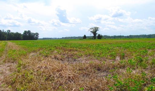 Photo of UNDER CONTRACT!  53 Acres of Hunting and Timber Land  For Sale in Suffolk VA!