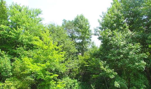 Photo of UNDER CONTRACT!  53 Acres of Hunting and Timber Land  For Sale in Suffolk VA!