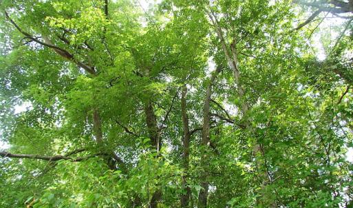 Photo of UNDER CONTRACT!  53 Acres of Hunting and Timber Land  For Sale in Suffolk VA!