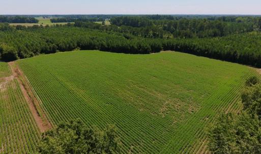 Photo of UNDER CONTRACT!  61.43 Acres of Farm and Timber Land For Sale in Wilson County NC!