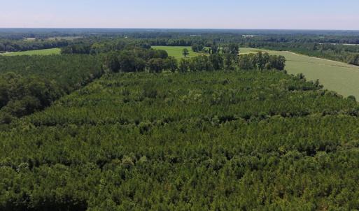 Photo of UNDER CONTRACT!  61.43 Acres of Farm and Timber Land For Sale in Wilson County NC!