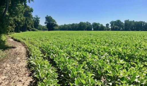 Photo of UNDER CONTRACT!  61.43 Acres of Farm and Timber Land For Sale in Wilson County NC!