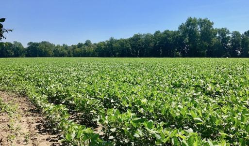 Photo of UNDER CONTRACT!  61.43 Acres of Farm and Timber Land For Sale in Wilson County NC!