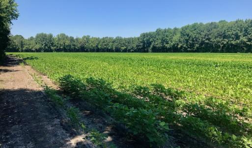 Photo of UNDER CONTRACT!  61.43 Acres of Farm and Timber Land For Sale in Wilson County NC!