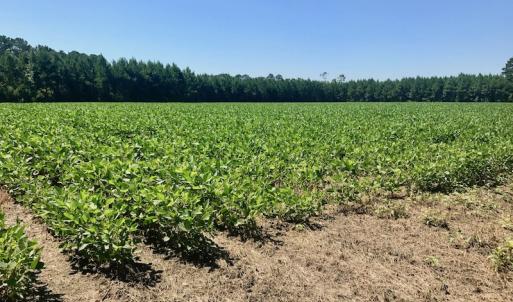 Photo of UNDER CONTRACT!  61.43 Acres of Farm and Timber Land For Sale in Wilson County NC!