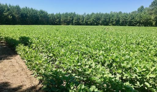 Photo of UNDER CONTRACT!  61.43 Acres of Farm and Timber Land For Sale in Wilson County NC!