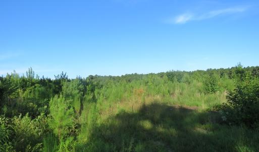 Photo of UNDER CONTRACT!  27.72 Acres of Timber and Hunting Land for Sale in Pender County NC!