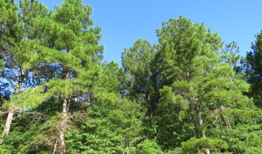 Photo of UNDER CONTRACT!  27.72 Acres of Timber and Hunting Land for Sale in Pender County NC!