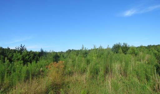 Photo of UNDER CONTRACT!  27.72 Acres of Timber and Hunting Land for Sale in Pender County NC!