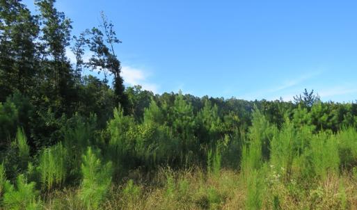 Photo of UNDER CONTRACT!  27.72 Acres of Timber and Hunting Land for Sale in Pender County NC!