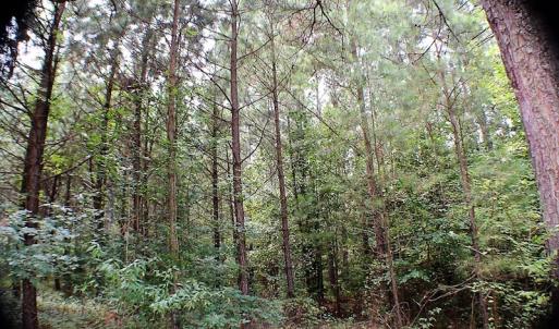 Photo of UNDER CONTRACT!  25 Acres of Recreational Land For Sale in Lunenburg County VA!