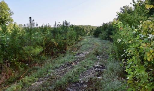 Photo of UNDER CONTRACT!  10 Acres of Hunting Land For Sale in Henry County VA!