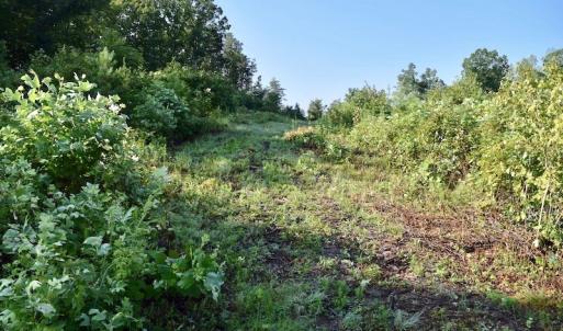 Photo of UNDER CONTRACT!  10 Acres of Hunting Land For Sale in Henry County VA!