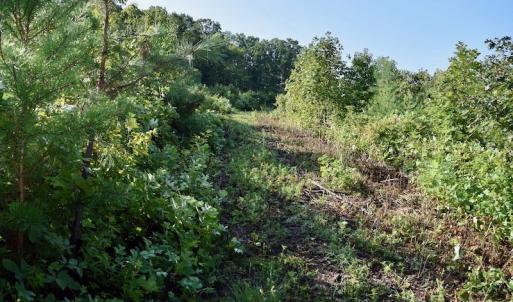 Photo of UNDER CONTRACT!  10 Acres of Hunting Land For Sale in Henry County VA!