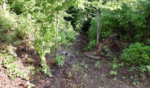 Photo of UNDER CONTRACT!  10 Acres of Hunting Land For Sale in Henry County VA!