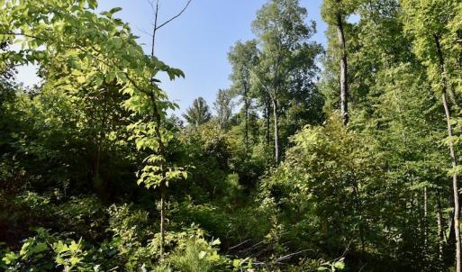 Photo of UNDER CONTRACT!  10 Acres of Hunting Land For Sale in Henry County VA!