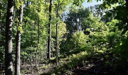 Photo of UNDER CONTRACT!  10 Acres of Hunting Land For Sale in Henry County VA!