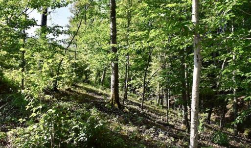 Photo of UNDER CONTRACT!  10 Acres of Hunting Land For Sale in Henry County VA!