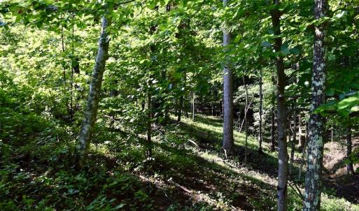 Photo of UNDER CONTRACT!  10 Acres of Hunting Land For Sale in Henry County VA!