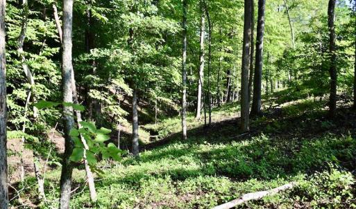 Photo of UNDER CONTRACT!  10 Acres of Hunting Land For Sale in Henry County VA!