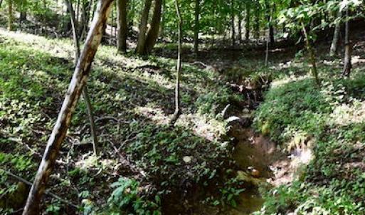Photo of UNDER CONTRACT!  10 Acres of Hunting Land For Sale in Henry County VA!