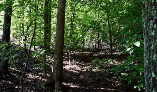 Photo of UNDER CONTRACT!  10 Acres of Hunting Land For Sale in Henry County VA!