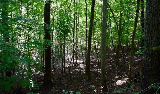 Photo of UNDER CONTRACT!  10 Acres of Hunting Land For Sale in Henry County VA!