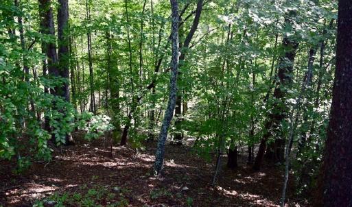 Photo of UNDER CONTRACT!  10 Acres of Hunting Land For Sale in Henry County VA!