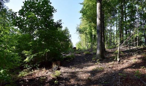 Photo of UNDER CONTRACT!  10 Acres of Hunting Land For Sale in Henry County VA!