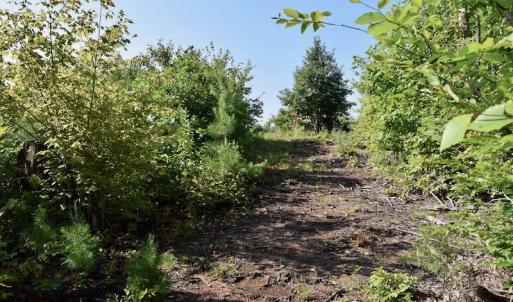 Photo of UNDER CONTRACT!  10 Acres of Hunting Land For Sale in Henry County VA!