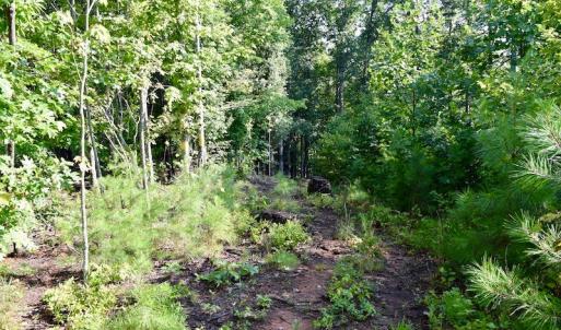 Photo of UNDER CONTRACT!  10 Acres of Hunting Land For Sale in Henry County VA!