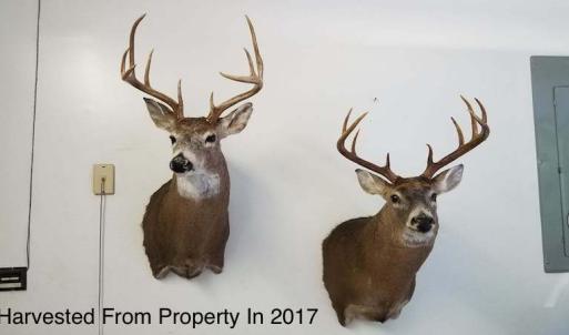 Photo of UNDER CONTRACT!  10 Acres of Hunting Land For Sale in Henry County VA!