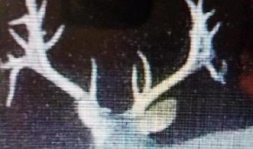 Photo of UNDER CONTRACT!  10 Acres of Hunting Land For Sale in Henry County VA!
