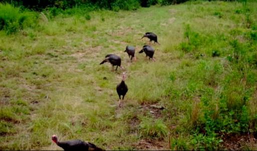 Photo of UNDER CONTRACT!  10 Acres of Hunting Land For Sale in Henry County VA!