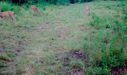 Photo of UNDER CONTRACT!  10 Acres of Hunting Land For Sale in Henry County VA!