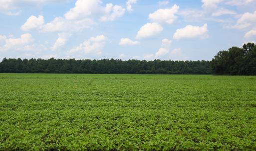 Photo of SOLD!  7 Acres of Residential and Farm Land For Sale in Tyrrell County NC!
