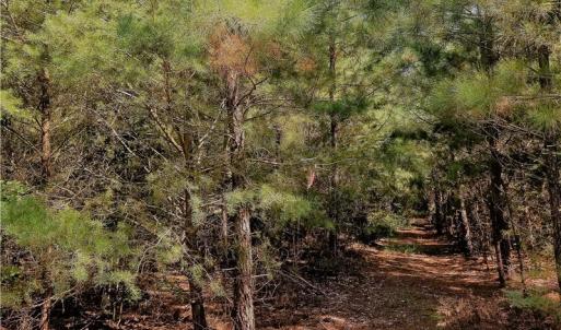 Photo of SOLD!!  24 Acres of Waterfront Lot off Farnham Creek in Richmond County VA!