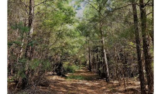 Photo of SOLD!!  24 Acres of Waterfront Lot off Farnham Creek in Richmond County VA!