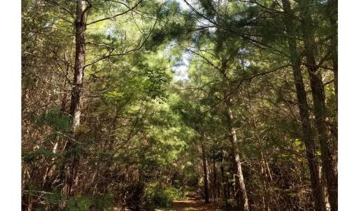 Photo of SOLD!!  24 Acres of Waterfront Lot off Farnham Creek in Richmond County VA!