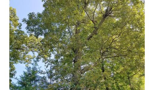 Photo of SOLD!!  24 Acres of Waterfront Lot off Farnham Creek in Richmond County VA!