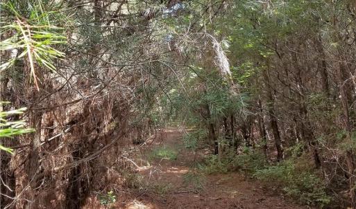 Photo of SOLD!!  24 Acres of Waterfront Lot off Farnham Creek in Richmond County VA!