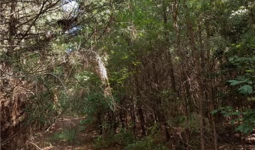 Photo of SOLD!!  24 Acres of Waterfront Lot off Farnham Creek in Richmond County VA!