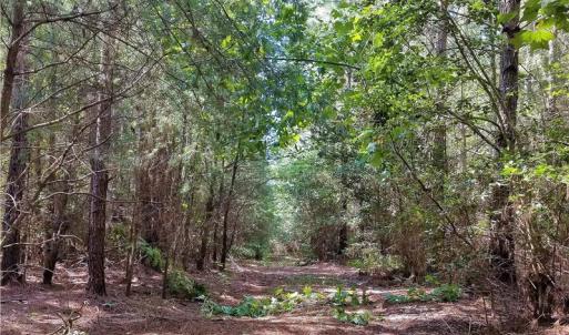 Photo of SOLD!!  24 Acres of Waterfront Lot off Farnham Creek in Richmond County VA!